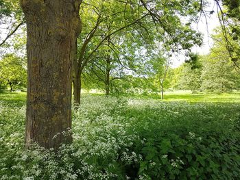 Trees in park