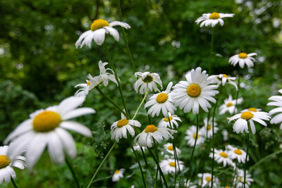 Close-up of white daisy flowers on field