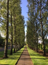 Narrow pathway along trees