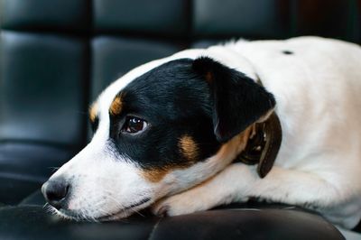 Close-up of dog relaxing