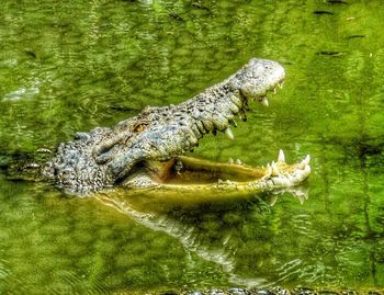 Close-up of crocodile in river