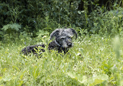 Mixed breed gray bearded fluffy senior dog lying and resting on green grass, adoption and pet love