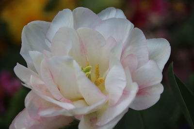 Close-up of white flowering plant