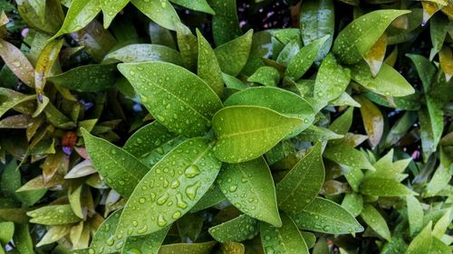 Full frame shot of fresh green leaves