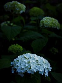 Close-up of white flowers