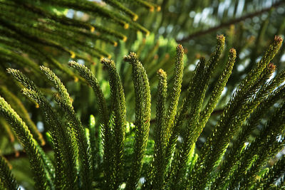 Close-up of green plant