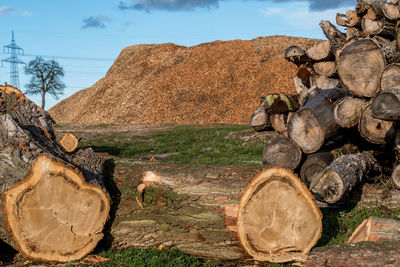 Stack of logs on field