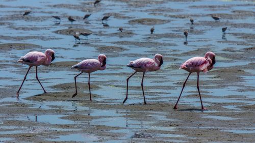 Flamingoes on wetland