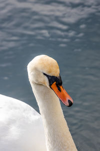 Close-up of swan swimming in lake