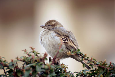 Close-up of bird perching on plant