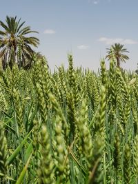 Palm trees growing on field against sky