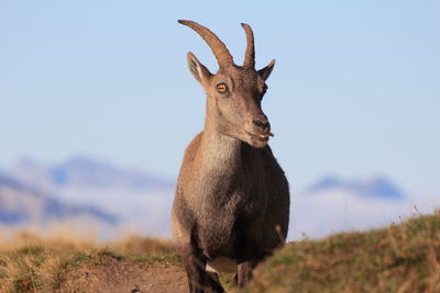 Deer standing on field