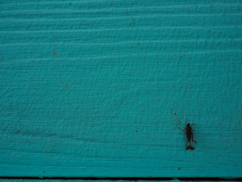 High angle view of insect on swimming pool