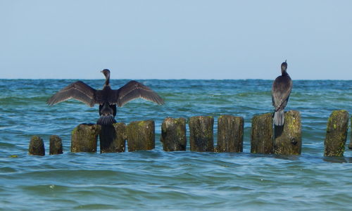 View of bird on wooden post in sea against clear sky
