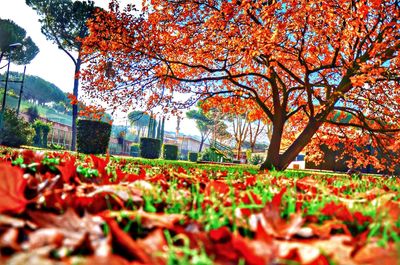 Autumn leaves on field