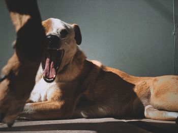 Close-up of a dog yawning