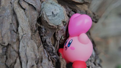 Close-up of pink balloons on tree trunk