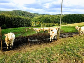 Cows in a field