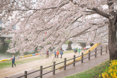 Cherry blossom tree in park