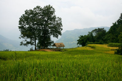 Scenic view of agricultural field against sky