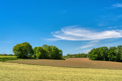 Trees on field against blue sky