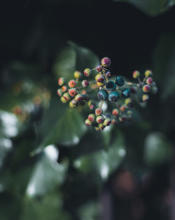 Close-up of berries growing on tree