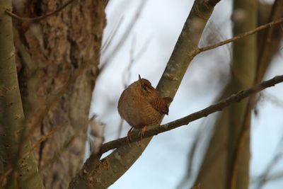 Low angle view of a wren perching on branch