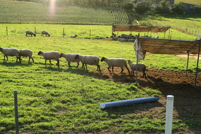 Sheeps grazing in a field