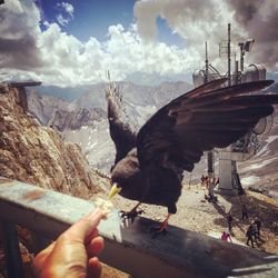 Close-up of hand feeding bird