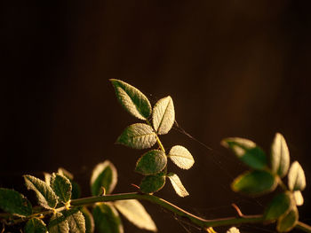 Close-up of plant leaves