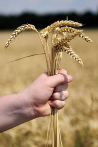 Close-up of hand holding wheat