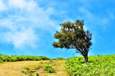 Tree on field against sky
