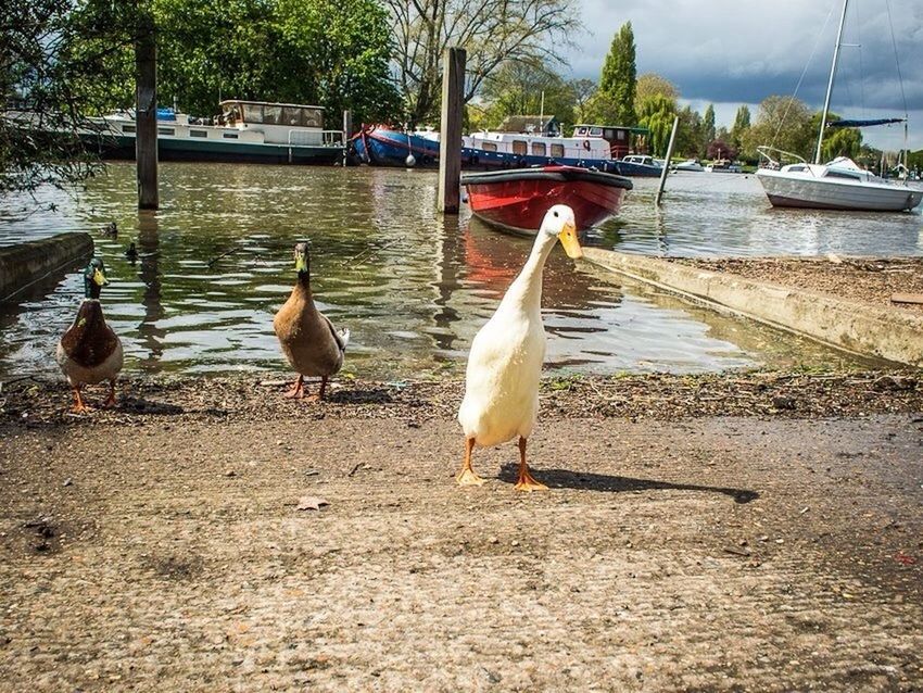 VIEW OF BIRDS IN WATER