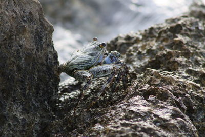 Close-up of lizard on rock