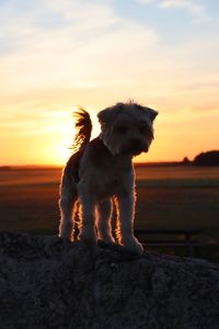 Dogs on field against sky during sunset