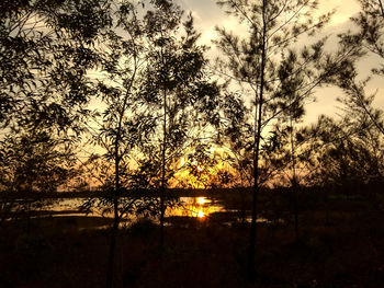 Silhouette trees by plants against sky during sunset