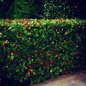 Red flowers on tree