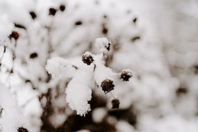 Close-up of frozen plant