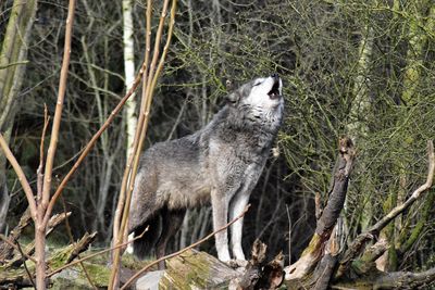 Close-up of wolf standing in forest