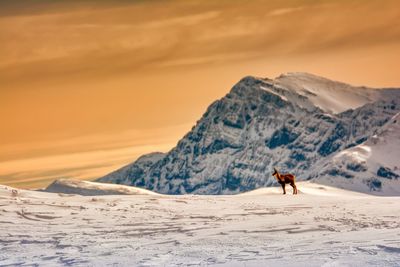 View of horse on snowcapped mountain against sky