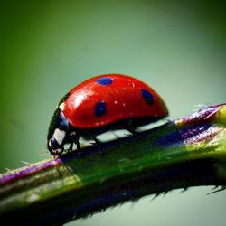 Close-up of ladybug on plant