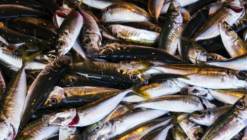 Full frame shot of fish for sale at market