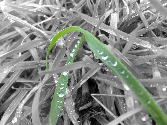 drop, blade of grass, close-up, water, wet, grass, green color, dew, nature, growth, plant, selective focus, leaf, fragility, beauty in nature, full frame, no people, day, water drop, freshness