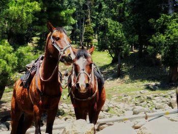 Horses in park