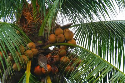 Low angle view of coconut palm tree