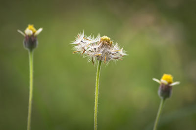 Close-up of flowering plant