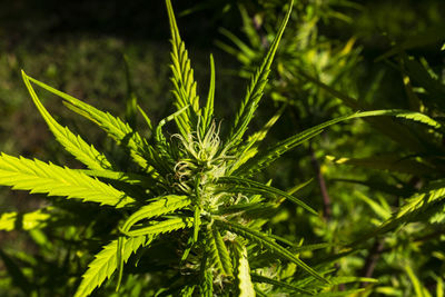 Close-up of cannabis leaf plant