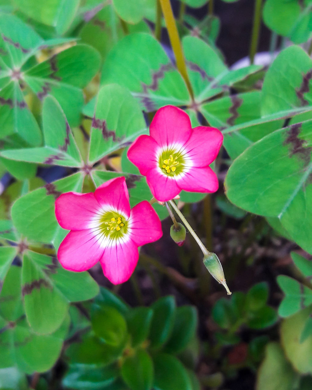 CLOSE-UP OF PINK FLOWERING PLANTS