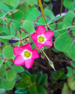 High angle view of pink flowering plant