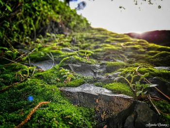 Close-up of moss growing on rock against sky